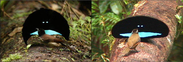 The raised cape of the newly discovered western male (left) is crescent shaped and unlike the oval shape of the widespread Superb Bird-of-Paradise (right) found throughout most of New Guinea. Left image © Tim Laman ML 62126951. Right image © Ed Scholes ML 458003